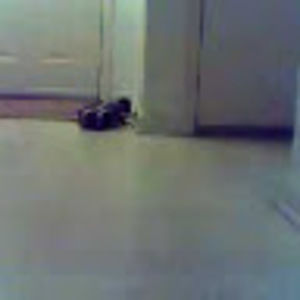 Meet your Posher, Amber lynn